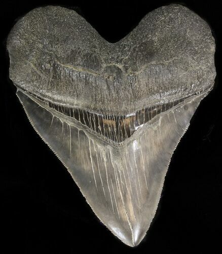 Serrated, Fossil Megalodon Tooth - Huge Root #38721